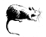 rat