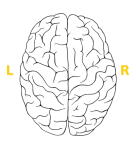 brain_en