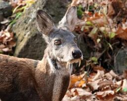 moschus fanged deer.jpg