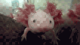 strange sea creature.gif